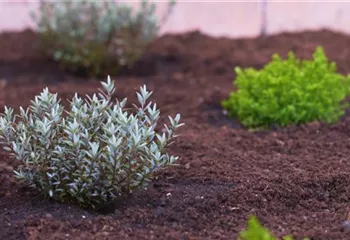 Strauchveronika - Einpflanzen im Garten