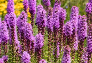 Prachtscharte - Einpflanzen im Garten