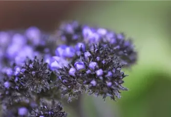 Vanilleblume - Einpflanzen im Garten