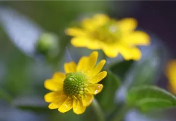 Husarenknopf - Einpflanzen im Garten