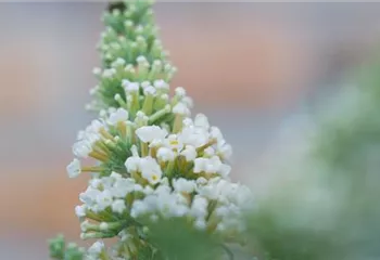 Sommerflieder - Einpflanzen im Garten