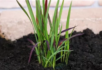 Japanisches Blutgras - Einpflanzen im Garten