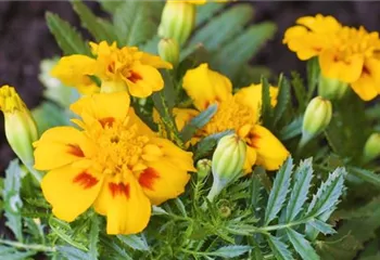 Studentenblume - Einpflanzen im Garten