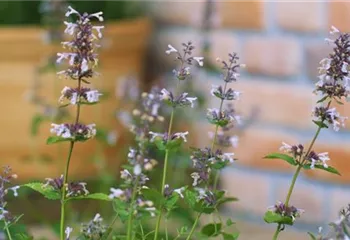 Katzenminze - Einpflanzen im Garten