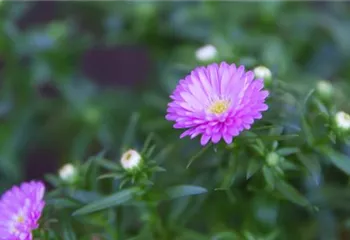 Glattblatt Aster - Einpflanzen im Garten