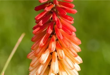 Fackellilie - Einpflanzen im Garten