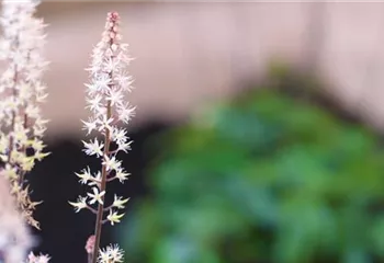 Schaumblüte - Einpflanzen im Garten