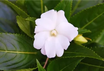 Edellieschen - Einpflanzen im Garten