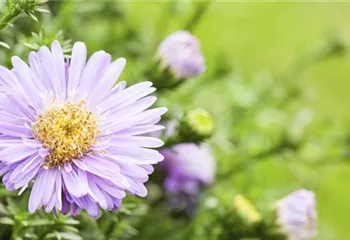 Astern - Einpflanzen im Garten