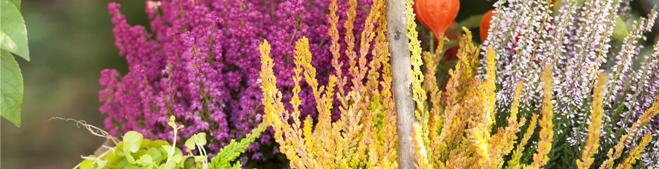 Ab in die Kiste! Herbstliche Deko mit Besenheide