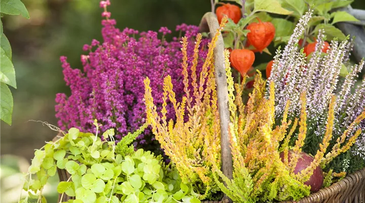 Ab in die Kiste! Herbstliche Deko mit Besenheide