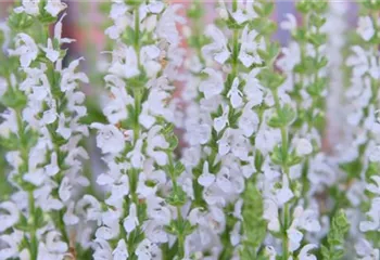 Steppensalbei - Einpflanzen im Garten