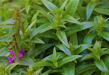 Gartenblutweiderich - Einpflanzen im Garten