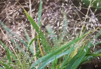 Liebesgras - Einpflanzen im Garten