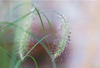 Federborstengras - Einpflanzen im Garten