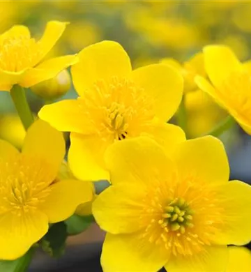 Caltha palustris