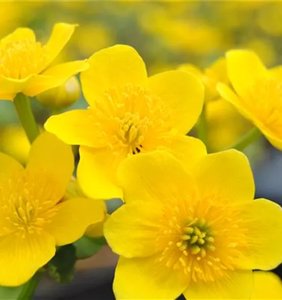 Caltha palustris