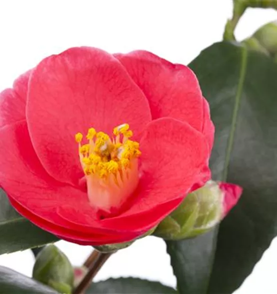 Camellia japonica