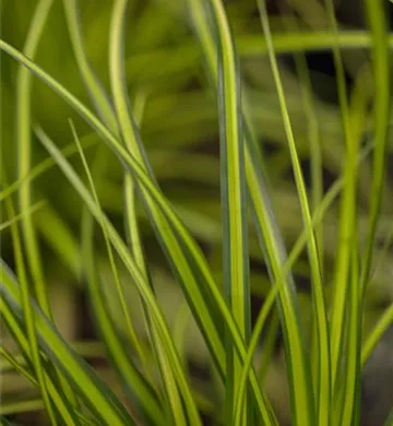 Carex oshimensis