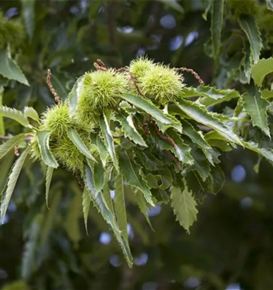 Castanea sativa