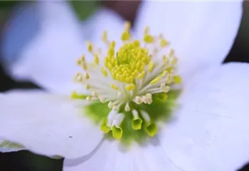 Christrose - Einpflanzen im Garten