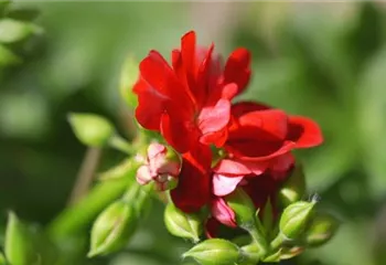 Hängegeranien- Einpflanzen in ein Gefäß