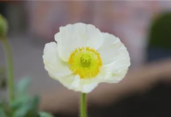 Mohn - Einpflanzen im Garten