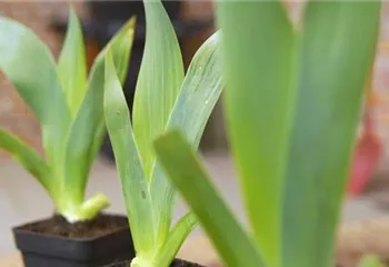 Schwertlilie - Einpflanzen im Garten