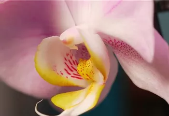 Zimmerpflanzenportrait - Orchidee