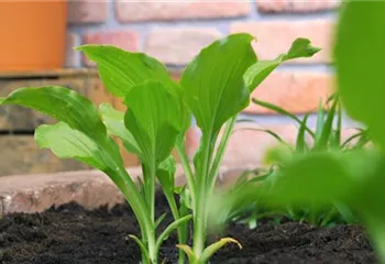 Funkie - Einpflanzen im Garten