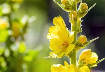 Königskerze - Einpflanzen im Garten