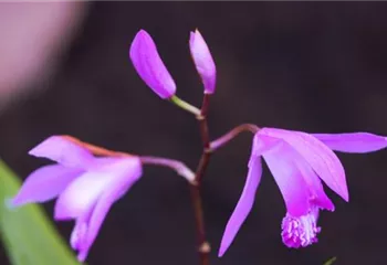 China-Orchidee - Einpflanzen im Garten