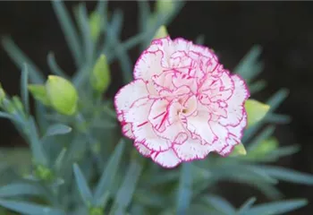 Landnelke - Einpflanzen im Garten