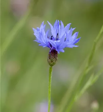 Centaurea cyanus