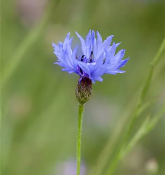 Centaurea cyanus