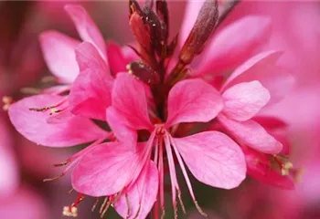 Prachtkerze - Einpflanzen im Garten