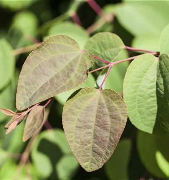 Cercis canadensis