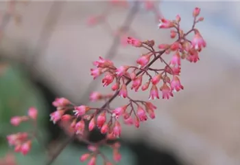 Echtes Purpurglöckchen (Heuchera)- Einpflanzen im Garten