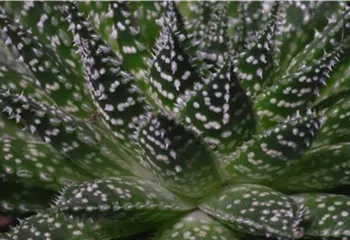 Haworthia - Umtopfen