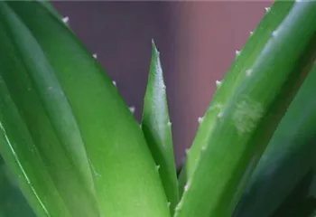 Aloe Vera (klein) - Umtopfen