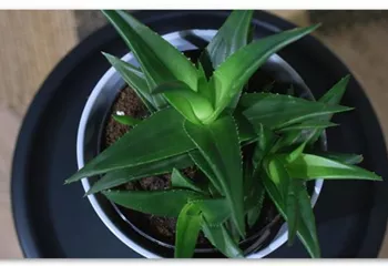 Zimmerpflanzenportrait - Aloe Vera (klein)