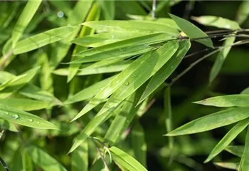 Ein asiatischer Garten als Oase der Ruhe