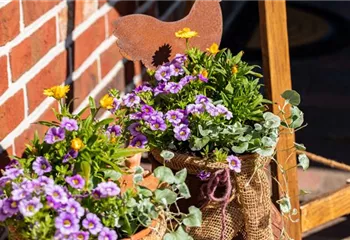 Beet- und Balkonpflanzen pflegen und bunte Blüten bewundern