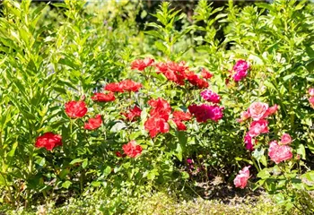 Beetrosen pflanzen und wunderschöne Blüten bewundern