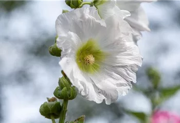 Begleitpflanzen für Rosen – So kommen die Königinnen groß raus