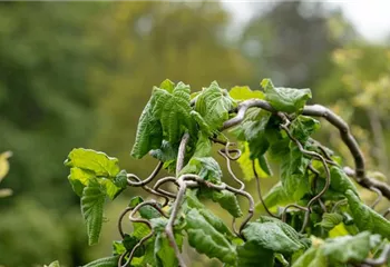 Beliebte Laubgehölze für den eigenen Garten