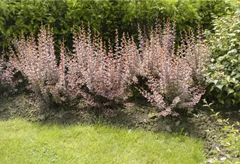 Berberitzen bereichern den Garten in jeder Hinsicht