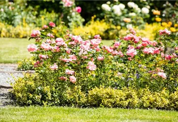 Bezaubernde Gartengestaltung mit Beetrosen entdecken