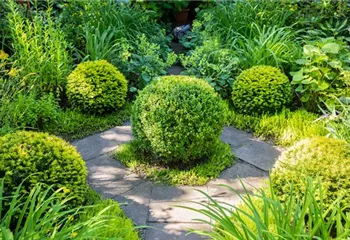 Buchsbaum als immergrüner Klassiker in Garten und Co.