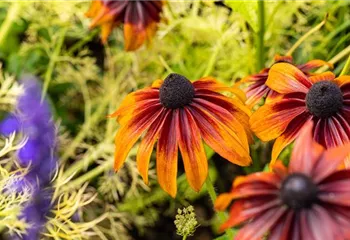 Bunte Blüten so weit das Auge reicht – Einen Staudengarten gestalten